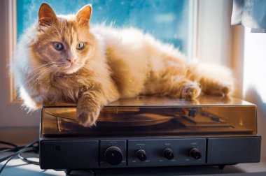 Turuncu kedi kamyonet üzerinde oturan