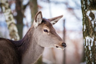 DOE yakın mesafeden portre