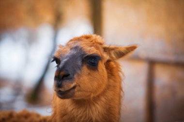 Şirin kahverengi Lama portre