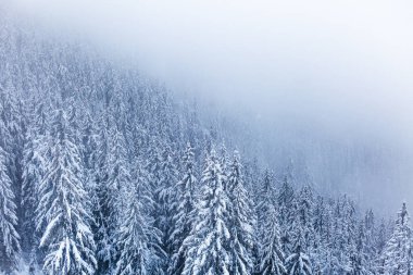 Güzel kış manzarası, karla kaplı çam ormanı