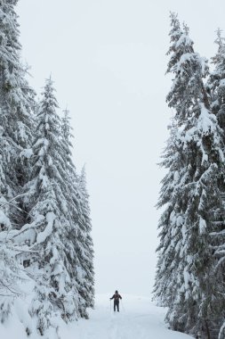 Ladin orman uzun yürüyüşe çıkan kimse güzel kış peyzaj, kar kaplı