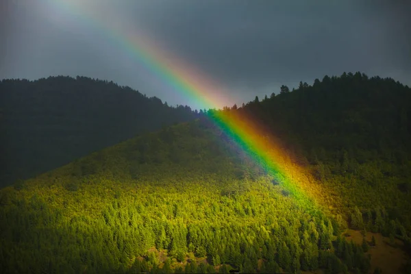 Yoğun orman gökkuşağının