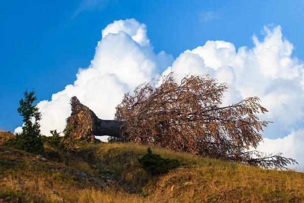 Düşmüş ağaç, sert rüzgarlar