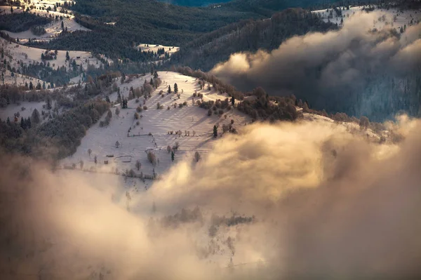 Schöne Tanne Und Fichte Winterlandschaft Hintergrund — Stockfoto