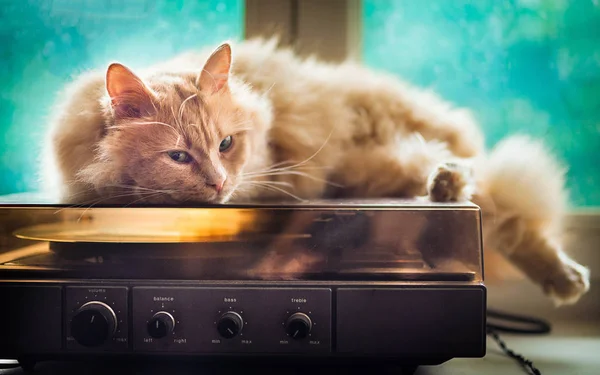 Turuncu kedi kamyonet üzerinde oturan