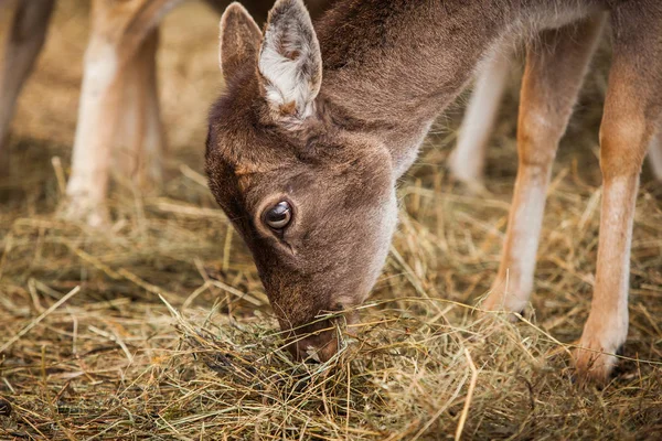 DOE yakın mesafeden portre