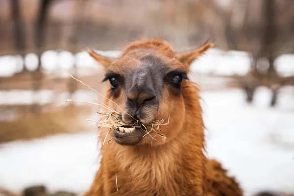 Şirin kahverengi Lama portre