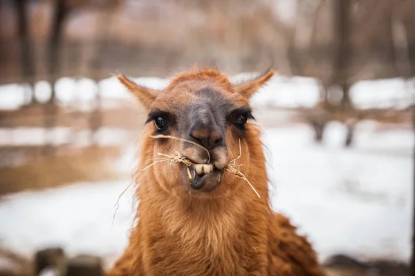 Retrato Llama Marrom Bonito — Fotografia de Stock