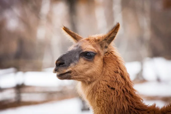 Söt Brun Llama Porträtt — Stockfoto