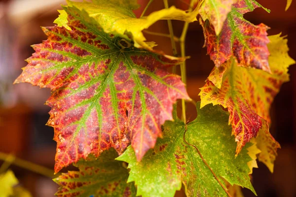Herbstblätter Warme Farben Gefälle — Stockfoto