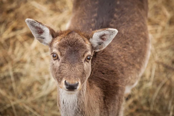 Portrait Une Biche Bout Portant — Photo