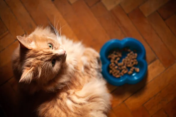猫拒绝进食 潜在的健康问题 图库照片
