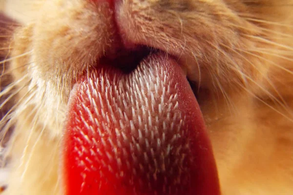 猫舌头舔相机镜头 可看到的乳突 图库照片