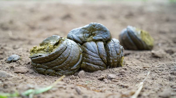 Verse Biologische Koeienmest Lege Boerderij — Stockfoto