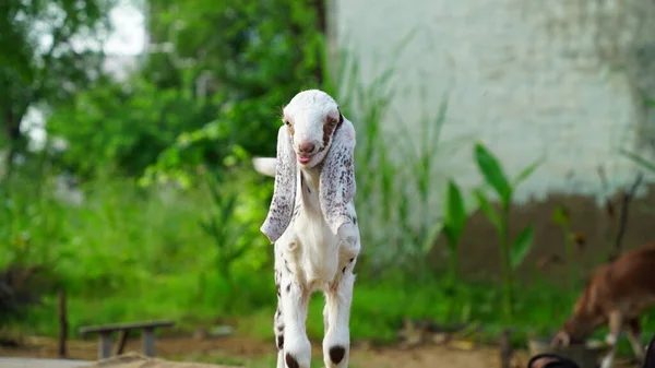 Hermoso Blanco Pequeño Cabra Lings Hierba Patio Verano — Foto de Stock