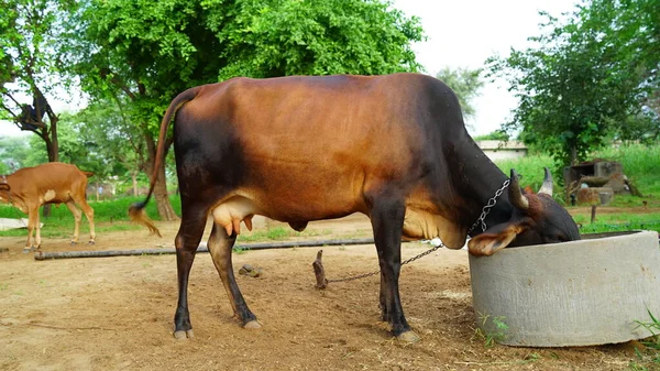 Koeienvoer Eten Een Boerenveld Rajasthan Veeteelt Belangrijkste Bron Van Inkomsten — Stockfoto