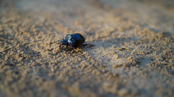 Earth Boring Dung Beetle Species Geotrupes Stercorarius High Definition Extreme — Stock Photo, Image