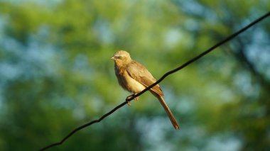 Orman gevezesi mi yoksa direğin tepesinde dinlenen yedi kız kardeş kuşu mu?.