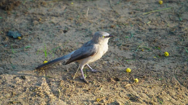 ジャングルバブラーはインド亜大陸のほとんどの地域で共通の居住者の繁殖鳥であり 多くの場合 大都市や森林地帯の庭で見られます — ストック写真