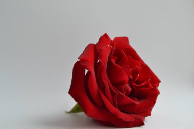 Beyaz arkaplanda güzel kırmızı bir gül