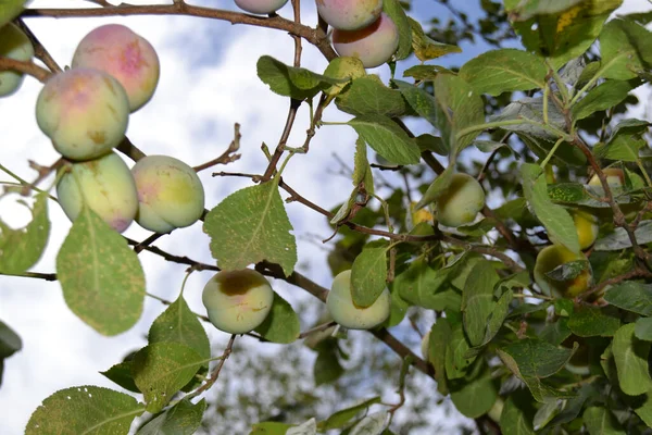 Árvore Com Frutos Fundo Com Céu Azul — Fotografia de Stock