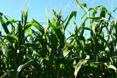 Güzel bir günde mısır tarlası