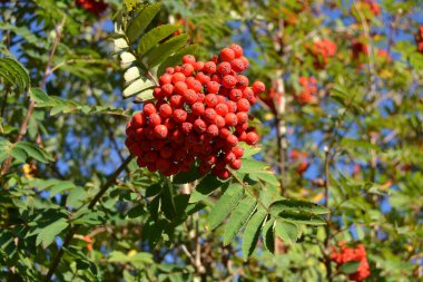 Kırmızı meyveli bir ağaç. 