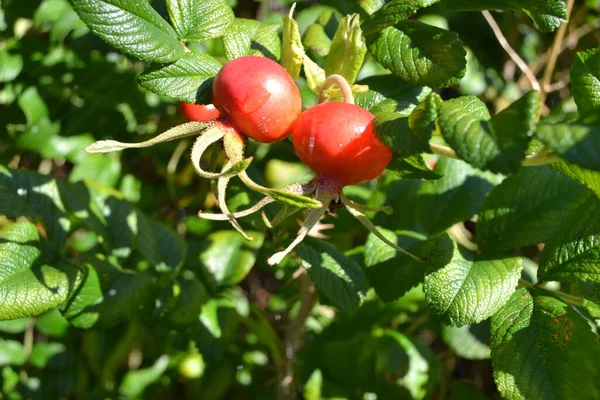 Rose Hips Background Green Leaves — Stock Photo, Image