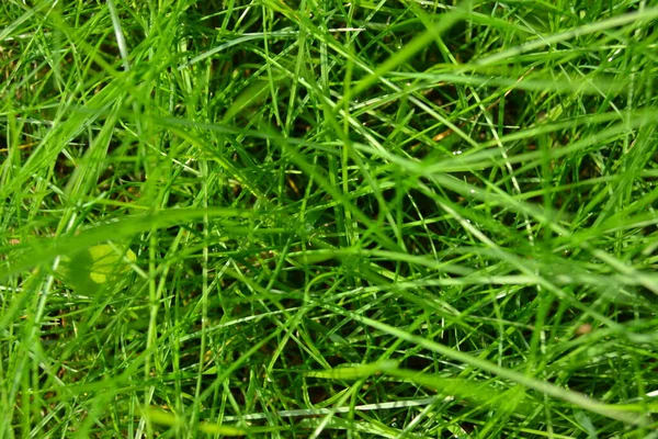 Closeup Green Grass Backgound — Stock Photo, Image