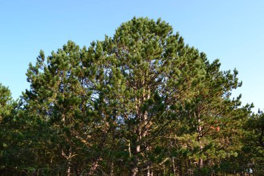 Mavi gökyüzü arka planında çam ağacı