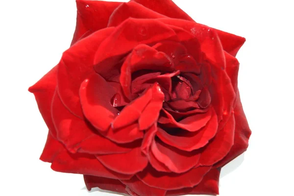 Nahaufnahme Einer Roten Rose — Stockfoto