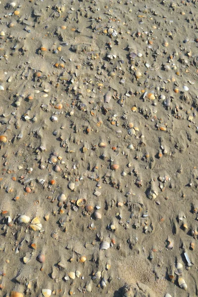 Gros Plan Des Coquillages Sable Sur Plage — Photo