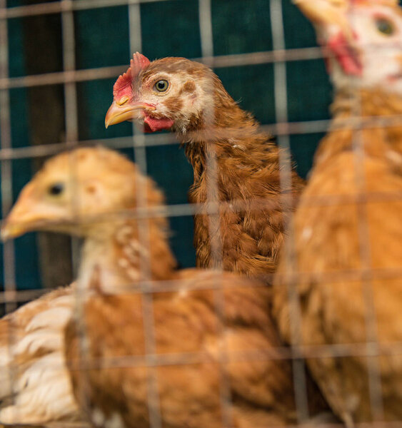 Красные куры для откорма и выращивания в клетках