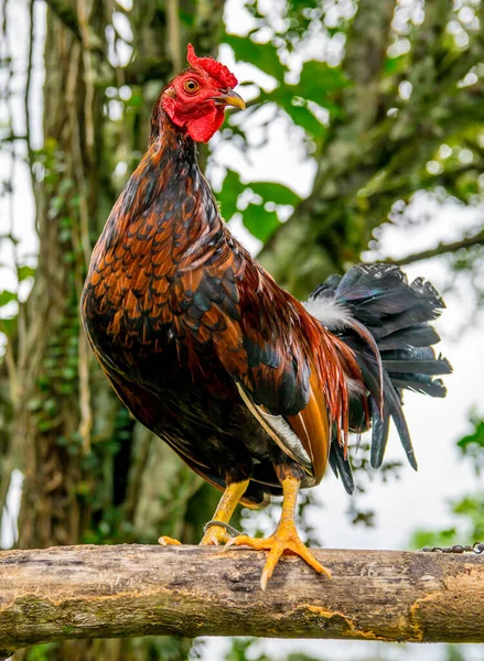 Fighting Cocks Different Plumages Very Aggressive Animals Trained Perform Better — Stock Photo, Image