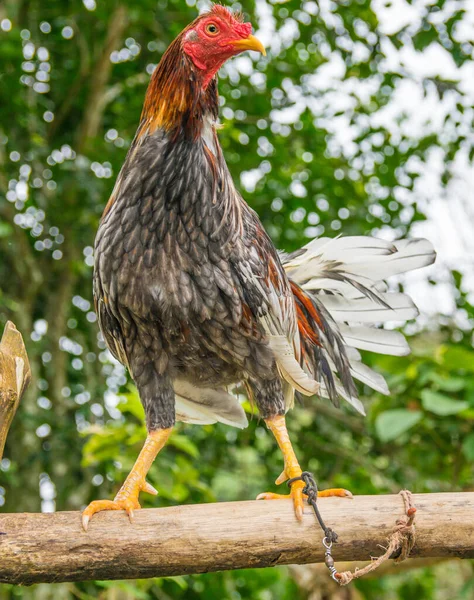 Fighting Cocks Different Plumages Very Aggressive Animals Trained Perform Better — Stock Photo, Image