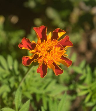 Bahçe turuncu çiçeklerle süslenmiş. Ev için dekoratif bitkiler
