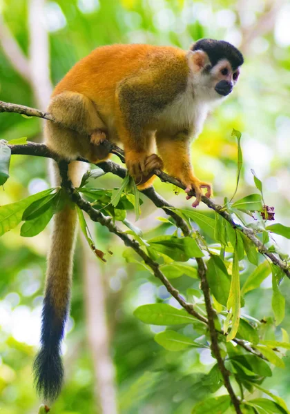 A colorful squirrel monkey rests on a tree in the forests of Chiriqu, Panama