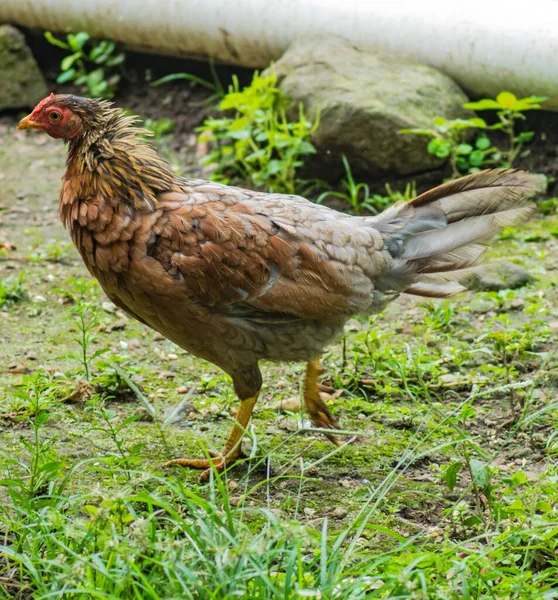 Roosters Hens Raised Yard Eat — Stock Photo, Image