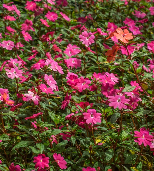 Kert Rózsaszín Virágokkal Díszített Dísznövények Otthoni Használatra — Stock Fotó