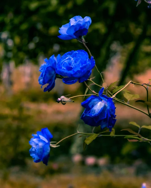Bellissime Piante Che Producono Bellissime Rose Blu Giardino Rose Decorare — Foto Stock