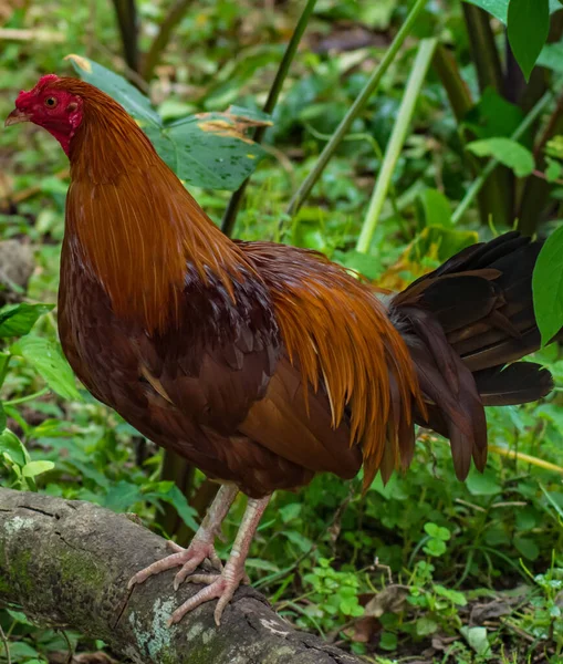 Coqs Poules Élevés Dans Cour Pour Manger — Photo