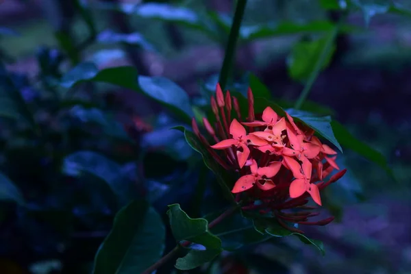 Kwiaty Pogrubionych Czerwonych Kolorach Zdobią Ogród Kwitną Przez Cały Rok — Zdjęcie stockowe