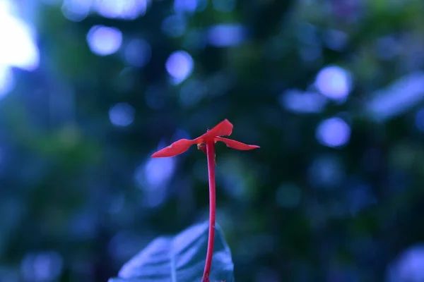 Kwiaty Pogrubionych Czerwonych Kolorach Zdobią Ogród Kwitną Przez Cały Rok — Zdjęcie stockowe