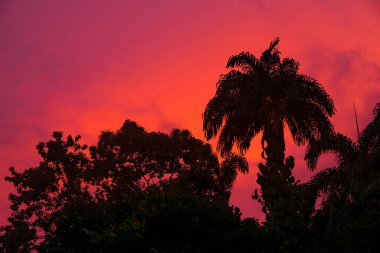 Çiftlik hayvanlarıyla renkli gün batımı