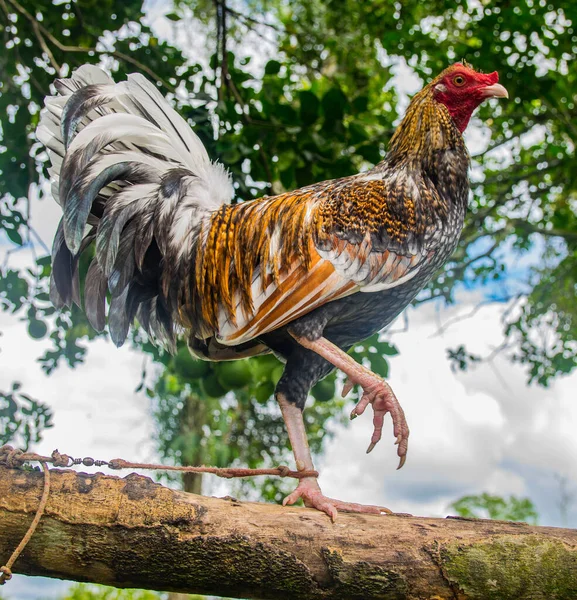 Aggressive Fighting Cocks Colorful Striking Plumage Well Trained Combat Animals — Stock Photo, Image