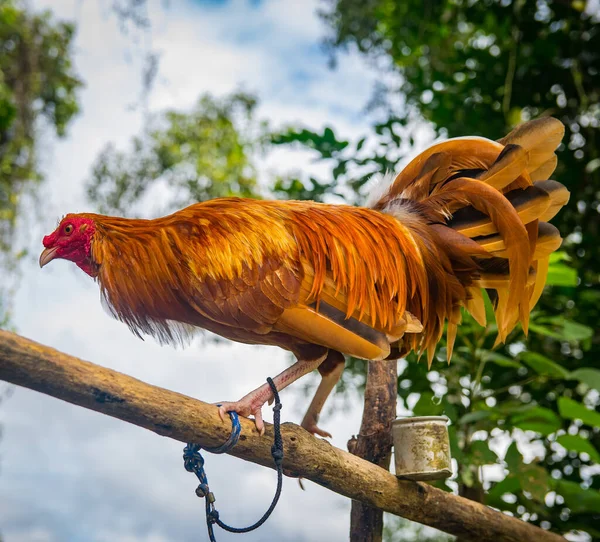 Aggressive Fighting Cocks Colorful Striking Plumage Well Trained Combat Animals — Stock Photo, Image