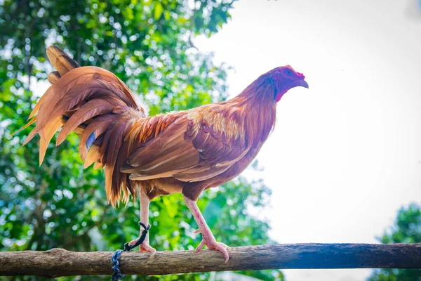 Aggressive Fighting Cocks Colorful Striking Plumage Well Trained Combat Animals — Stock Photo, Image