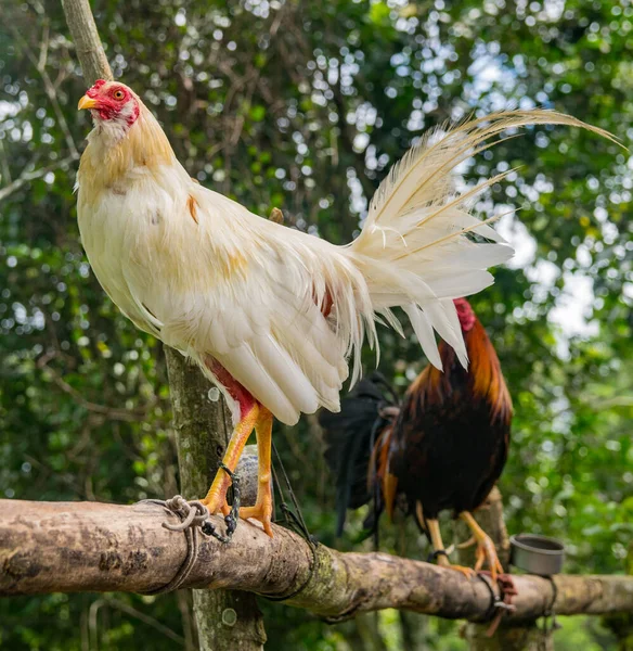 Aggressive Fighting Cocks Colorful Striking Plumage Well Trained Combat Animals — Stock Photo, Image