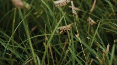 Yavaş çekimde arı kaynıyor.