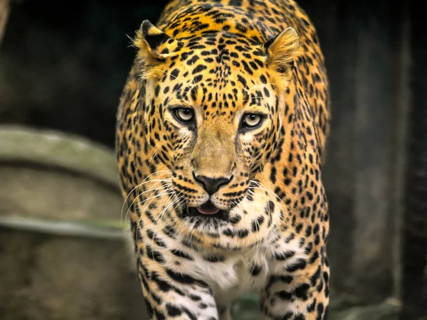 Indian Leopard Walking Closeup Short — Stock Photo, Image